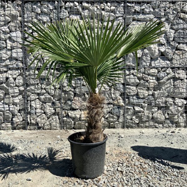 E794 Trachycarpus Fortunei (Chusan palm) - 91226EF5 B4F4 4976 A6B1 B5349FFB6A50 1 105 c