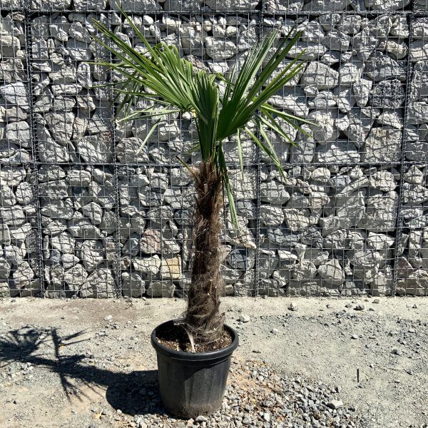 Trachycarpus Fortunei (Chusan palm) TRUNK 60-80cm. - 93694AC1 4DD9 41C8 ABA1 7574EE64C5E4 scaled