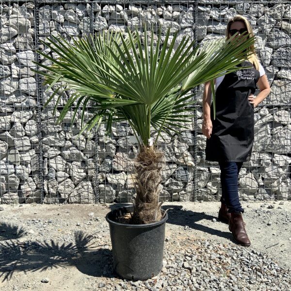E794 Trachycarpus Fortunei (Chusan palm) - A54C70A2 CE5C 4D20 8727 4B3A7883C52C 1 105 c