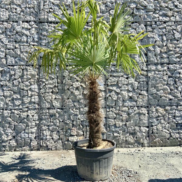 E772 Trachycarpus Fortunei (Chusan palm) - AA56EAE4 6927 40E5 89DB 618B78FB5D48 scaled