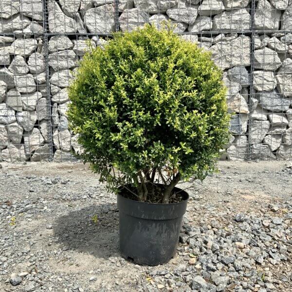 Ilex Crenata Ball 45CM - BD683150 7795 4EDD 86AC D317BF717FB4 1 105 c