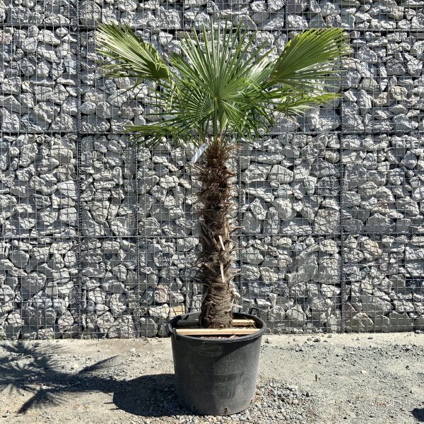 E774 Trachycarpus Fortunei (Chusan palm) - C42309AB FEAD 4B2E B05D 29C25A79876C scaled