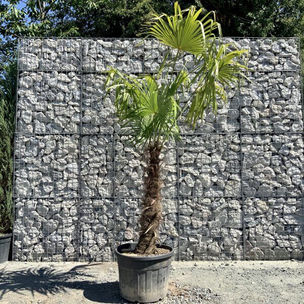 E776 Trachycarpus Fortunei (Chusan palm) - C4B247B4 A24A 48EB 86D0 C87308C452D9 scaled