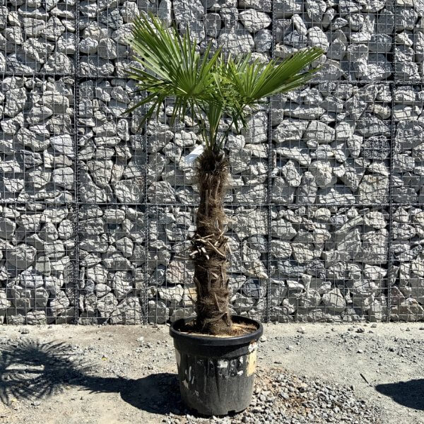 E782 Trachycarpus Fortunei (Chusan palm) - CB009D2A DE5C 461C 9A50 78947C30FFC9 1 105 c 1