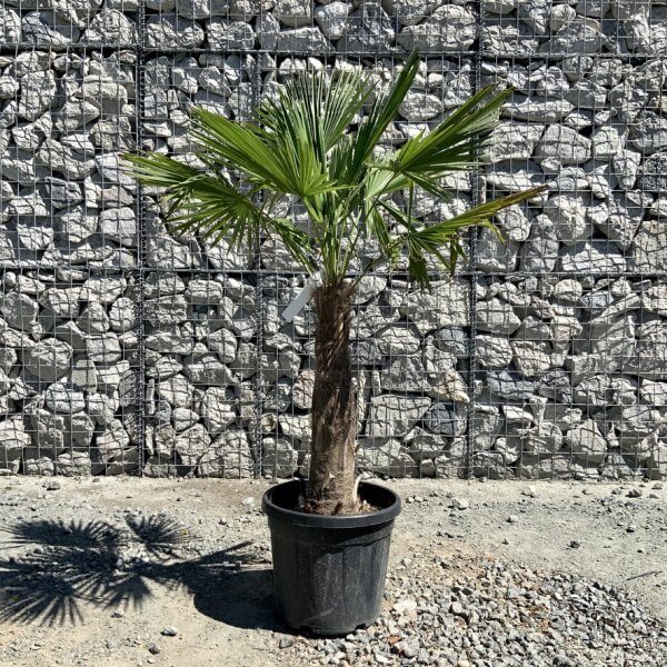 E793 Trachycarpus Fortunei (Chusan palm) - CD8C42F5 1261 42A7 BFFB D87620C81C3B 1 105 c