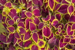 10 July Gardening Jobs You Must Complete - Coleus plant
