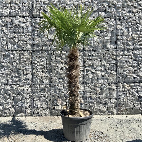 E777 Trachycarpus Fortunei (Chusan palm) - D3147FF6 7484 4F23 9493 6C904CA756C0 scaled