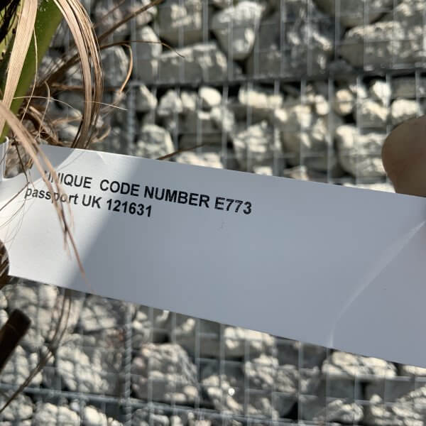 E773 Trachycarpus Fortunei (Chusan palm) - DEFB4D5E A2C0 42A0 A663 7D58458D41FF scaled