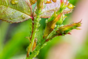 10 July Gardening Jobs You Must Complete - Dangerous garden pest aphids
