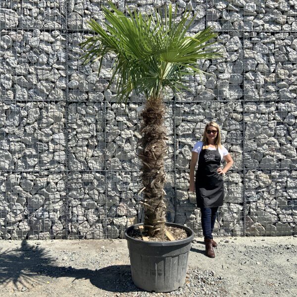 E777 Trachycarpus Fortunei (Chusan palm) - E84C88D1 DC09 42B2 A991 551E0EEE58B1 scaled