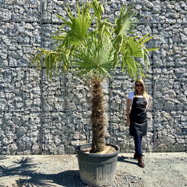 E772 Trachycarpus Fortunei (Chusan palm) - EC2AA943 ED7B 40EF B1E8 12D916EC34FE scaled