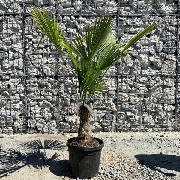 E796 Trachycarpus Fortunei (Chusan palm) - F29A681F 87BE 4650 9114 E2DD9BECF6C3 1 105 c