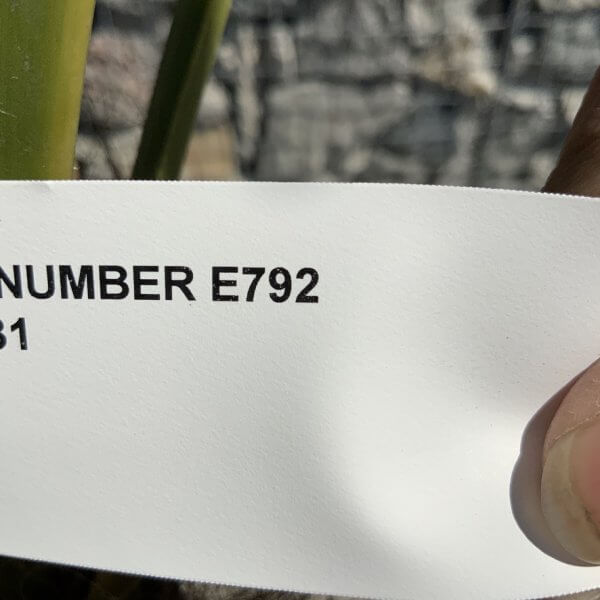 E792 Trachycarpus Fortunei (Chusan palm) - F2EBF021 3079 4CE9 A39A 53815FC36F18 1 105 c