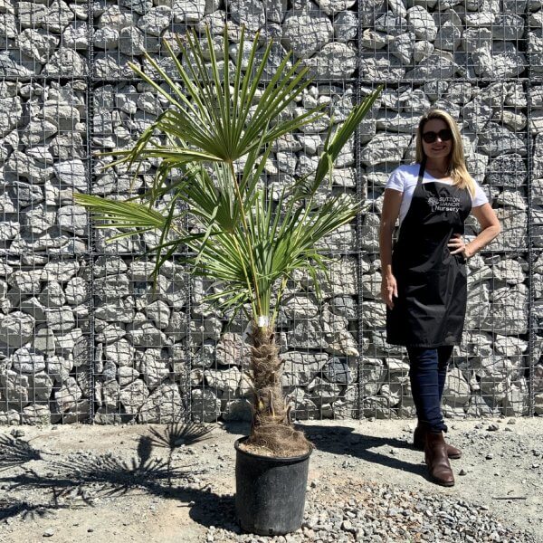 E795 Trachycarpus Fortunei (Chusan palm) - F7D7E900 58BA 4E30 B484 C3611F4E9F23 1 105 c