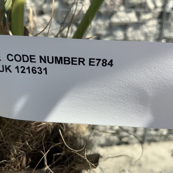 E784 Trachycarpus Fortunei (Chusan palm) - FAA1CA6C 200F 4C97 AC08 5278480C4112 1 105 c