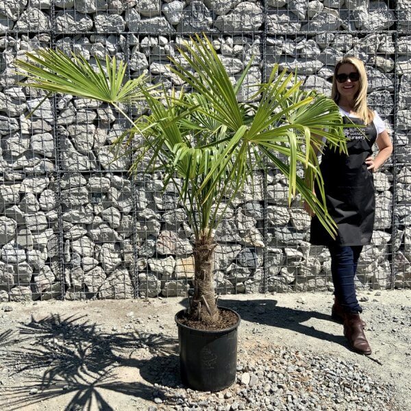 E799 Trachycarpus Fortunei (Chusan palm) - FBAFE3DE 6B51 4D3A 96E4 B8D6905FA8F7 1 105 c