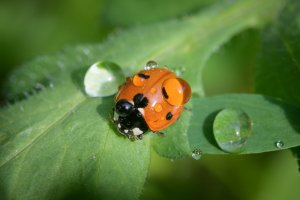 10 July Gardening Jobs You Must Complete - Good garden pest ladybird