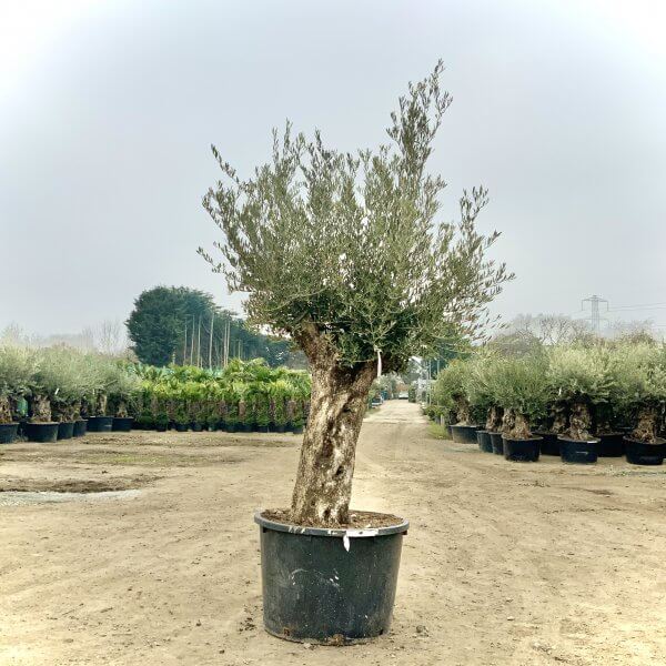 B169 Individual Gnarled Olive Tree - IMG 0757 scaled