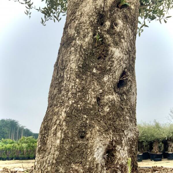 B169 Individual Gnarled Olive Tree - IMG 0758 scaled