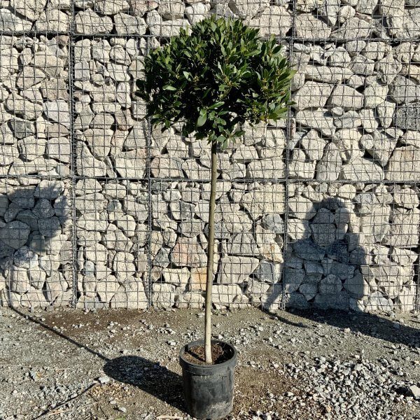 Laurus Nobilis - Half Standard Bay Tree (1.65-1.75M) - IMG 0935 scaled