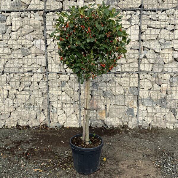 Holly Half Standard Ilex nellie Stevens 1.70-1.85M - IMG 2454 scaled