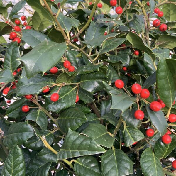 Holly Half Standard Ilex nellie Stevens 1.55-1.65M - IMG 2455 scaled