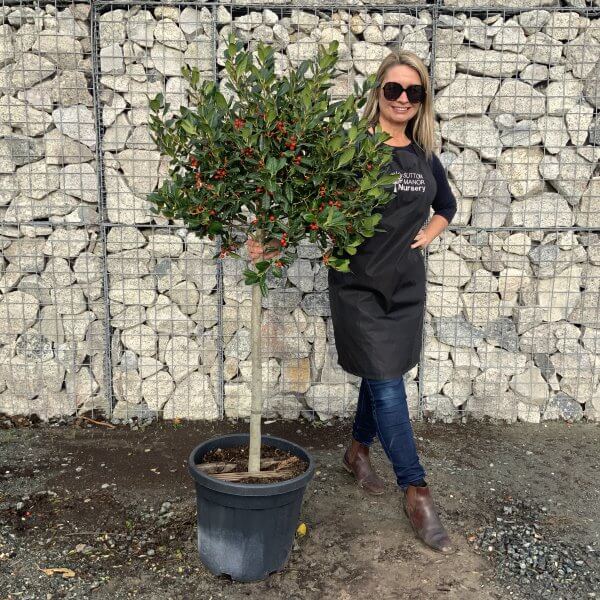 Holly Half Standard Ilex nellie Stevens 1.55-1.65M - IMG 2456 scaled