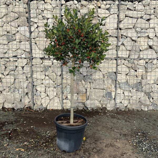 Holly Half Standard Ilex nellie Stevens 1.55-1.65M - IMG 2457 scaled