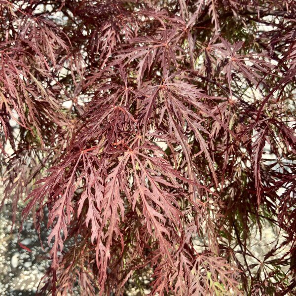 Acer Palmatum Dissectum Garnet (Japanese Maple Tree) - IMG 6511 scaled