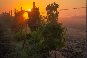 10 July Gardening Jobs You Must Complete - Plants at dusk