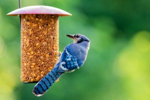 10 July Gardening Jobs You Must Complete - Summer bird feeder