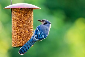 10 July Gardening Jobs You Must Complete - Summer bird feeder