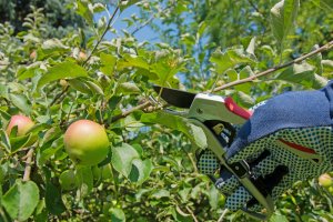 10 July Gardening Jobs You Must Complete - Thinning out fruit tree