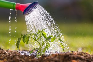 5 Common Gardening Mistakes You Must Avoid - Watering plants mistakes