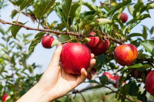 10 July Gardening Jobs You Must Complete - apple tree