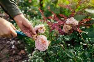 10 July Gardening Jobs You Must Complete - deadheading roses