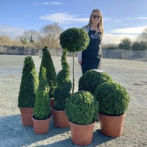 Buxus Sempervirens