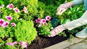 5 Common Gardening Mistakes You Must Avoid - plant bed