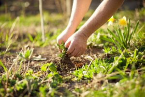5 Common Gardening Mistakes You Must Avoid - weeding garden