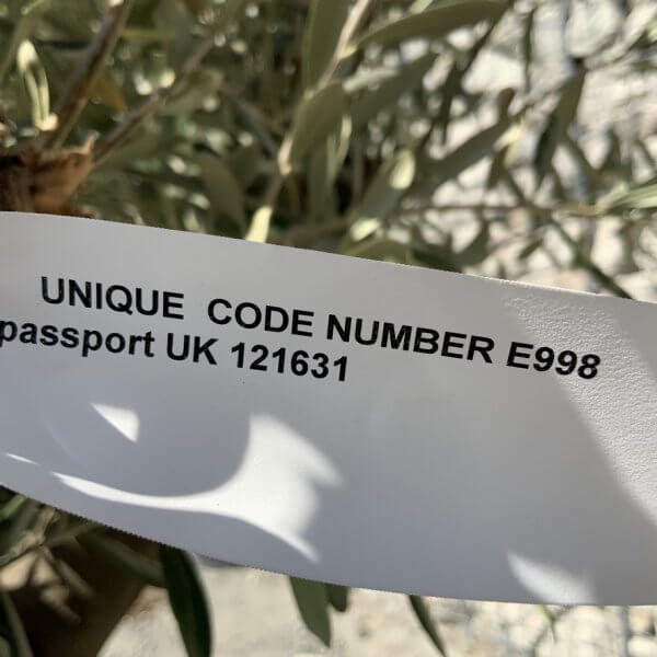 E998 Individual Multistem Olive Tree XXL (semi Gnarled) - 06EAA474 6110 4382 929F 31DB02E3DD22 1 105 c