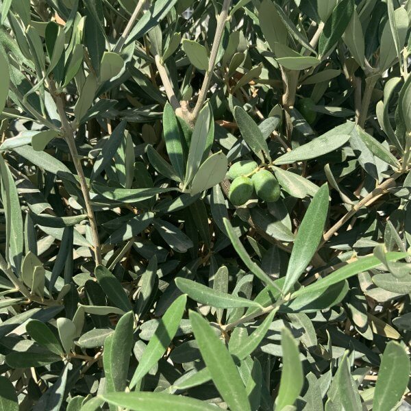 Tuscan Olive Tree Half Standard (Compact Crown) 'PAIR DEAL' - 076C9903 9A3E 4066 94BD 4E6D112EC509 scaled