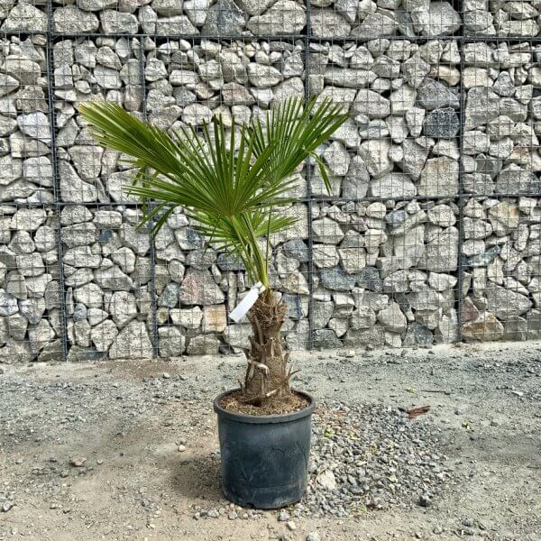 E921 Trachycarpus Fortunei (Chusan palm) - 102DE055 4E2B 4A66 8A39 F7DBEA4AD3F6 1 105 c