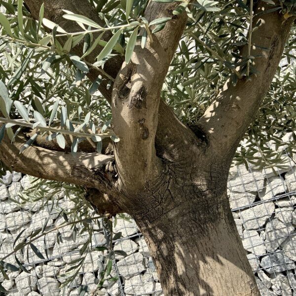 E999 Individual Multistem Olive Tree XXL (semi Gnarled) - 12A89636 D168 4294 8474 A743FF903449 1 105 c