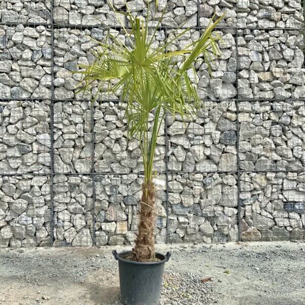 E892 Trachycarpus Fortunei (Chusan palm) - 1B0180B4 DA1E 4A51 B600 7F4EC718F3CE 1 105 c