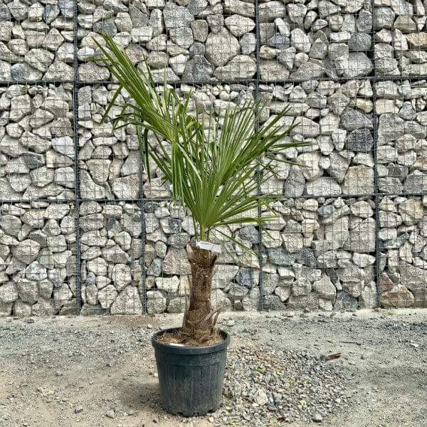 E914 Trachycarpus Fortunei (Chusan palm) - 23AF5667 D1EB 4919 8DFC 1A1901987C53 1 105 c