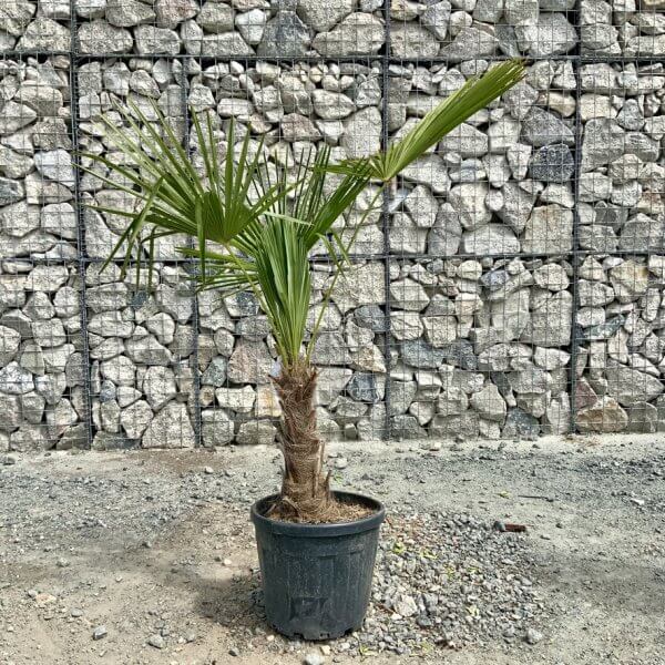 E913 Trachycarpus Fortunei (Chusan palm) - 253CA232 2839 428F 8633 4DF726576978 1 105 c