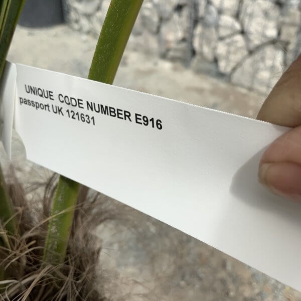 E916 Trachycarpus Fortunei (Chusan palm) - 26A840B9 C64F 451F A590 CC79814F190B 1 105 c