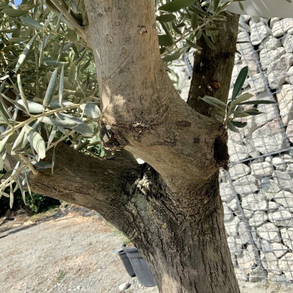 E990 Individual Multistem Olive Tree XXL (semi Gnarled) - 2D3528DC 3CA3 47EF B7A9 F43F07604B5F 1 105 c