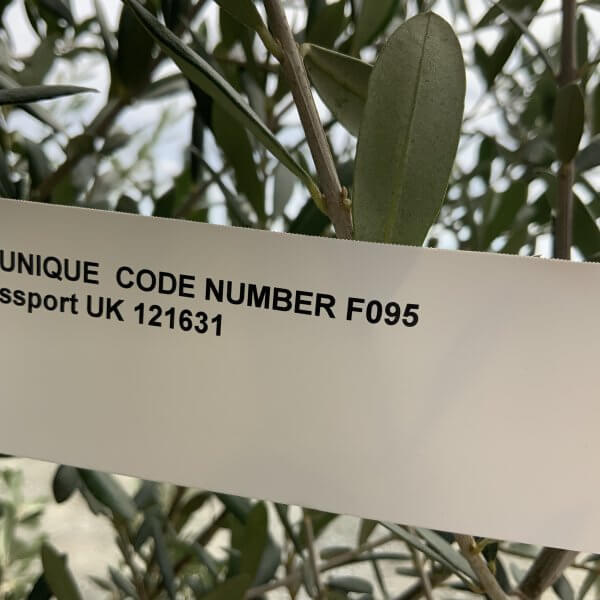 F095 Individual Multistem Olive Tree XXL (Super Chunky) - 2F6CB82B 287E 4F94 99B1 EEE35B7C2AF0 scaled