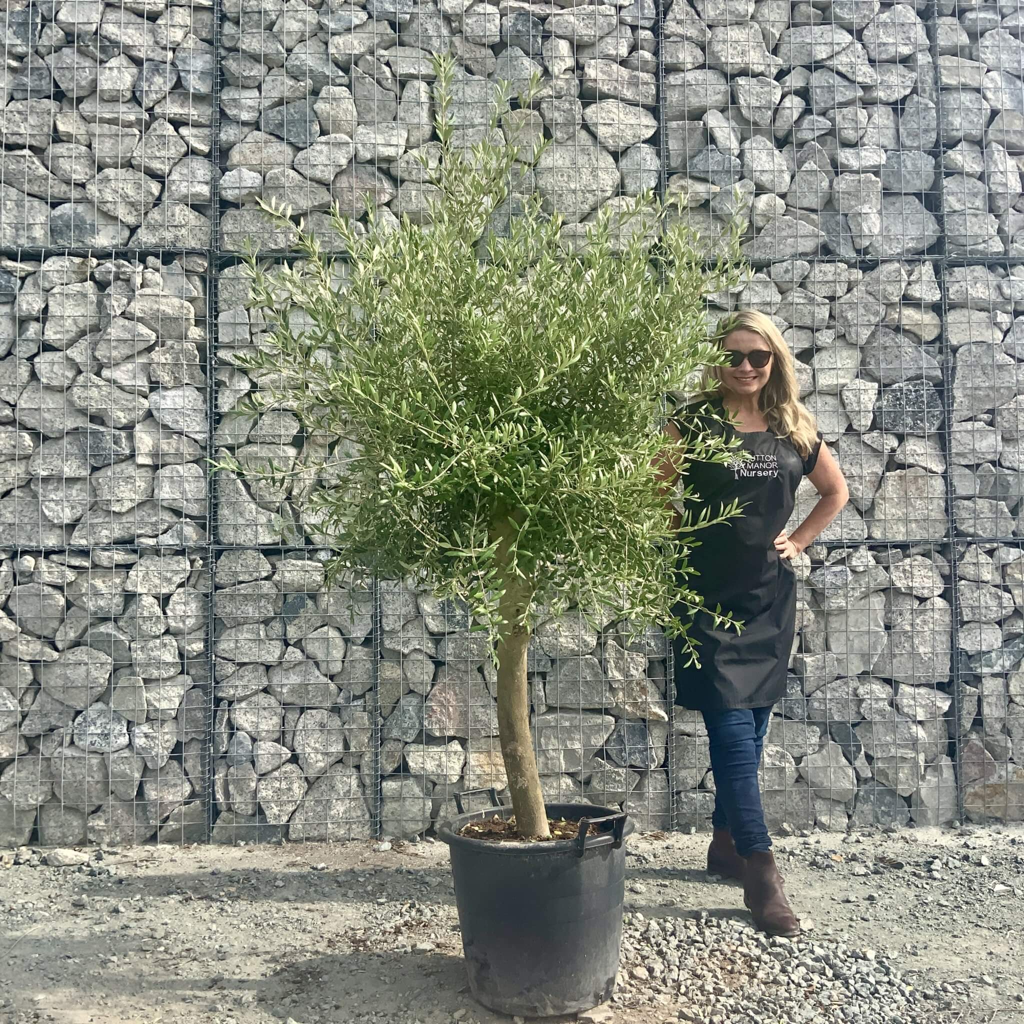 Buy Olive Trees UK For Sale Online Wide Range